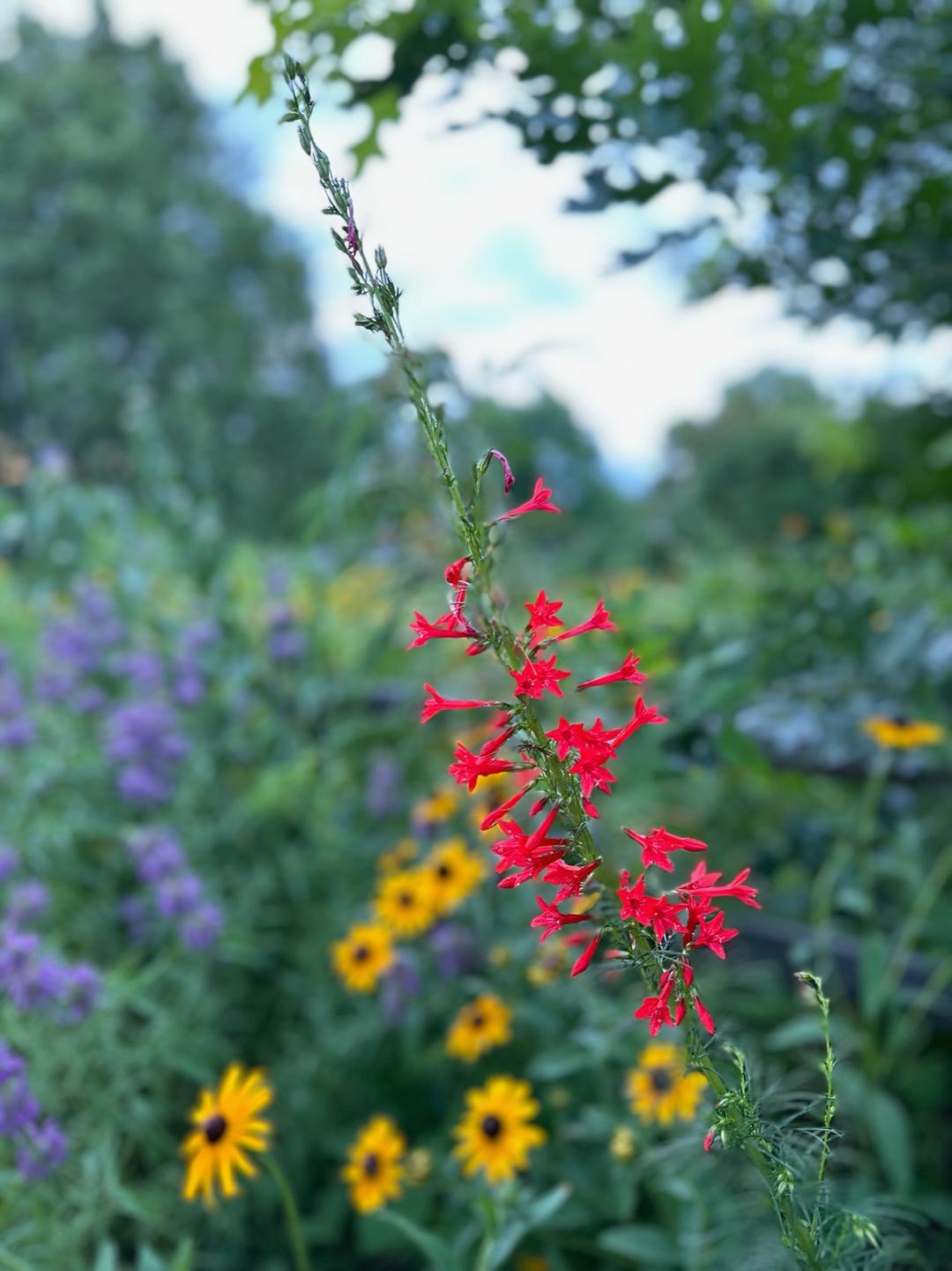 Prairie garden